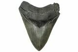 Serrated, Fossil Megalodon Tooth - South Carolina #321100-1